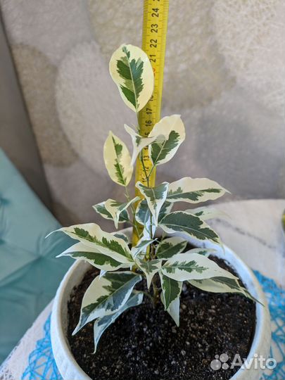 Комнатные растения цветы