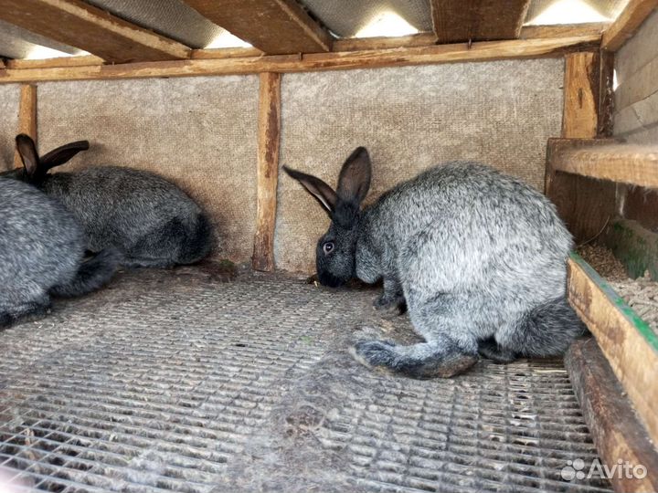 Кролики советское серебро