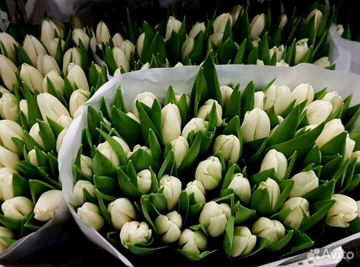 Тюльпаны оптом от производителя