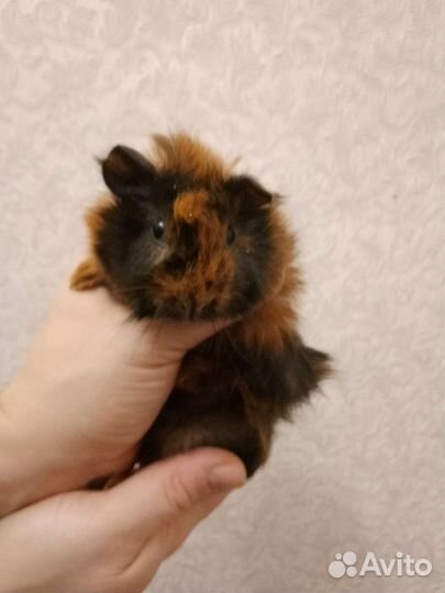 Морские свинки перуанская