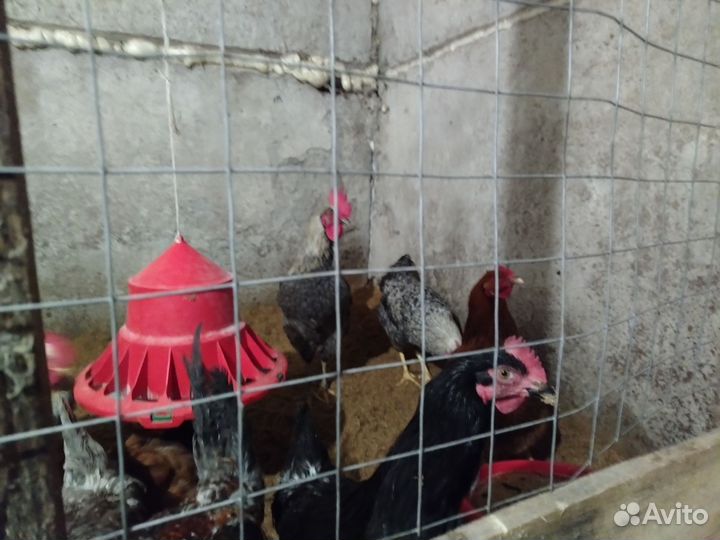 Петух доминанты молодые