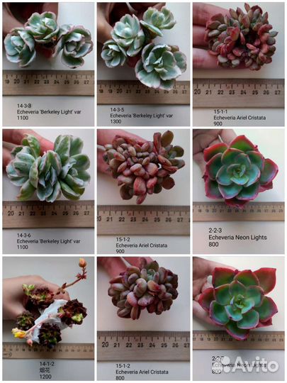 Суккуленты 2/6