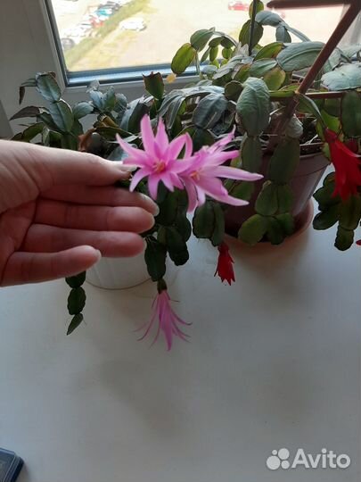 Декабрист шлюмбергера, сортовые черенки