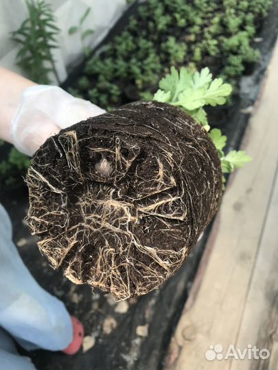 Садовые цветы и растения