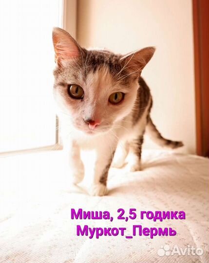 Кот ищет дом