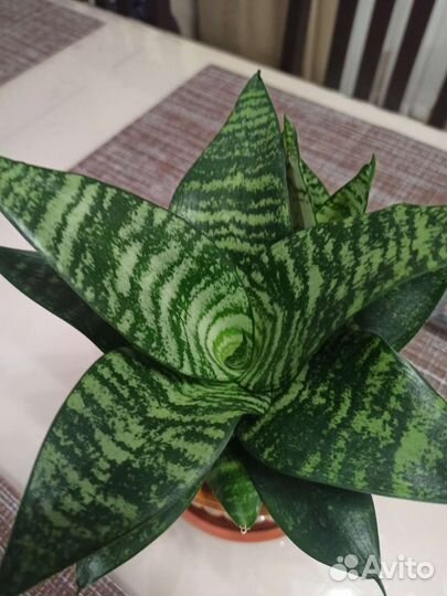 Сансевиерия ханни