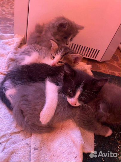 Котята в добрые руки