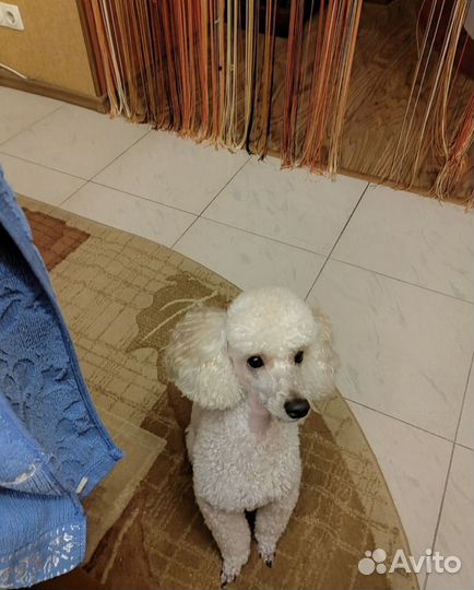 Щенки карликового пуделя