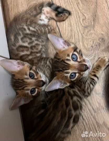 Бенгальские котята