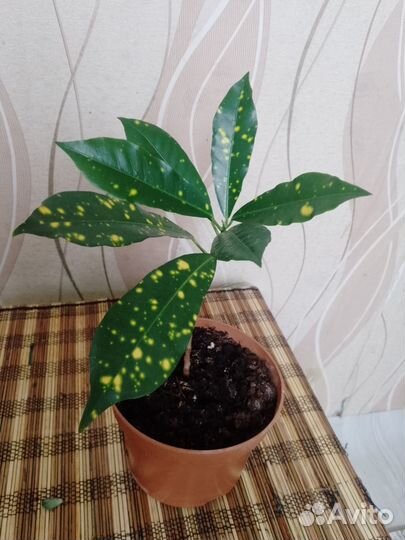 Продаю цветы комнатные в горшках