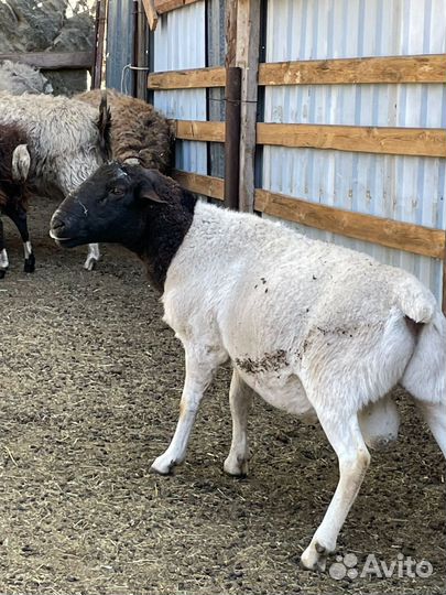 Дорпер производитель