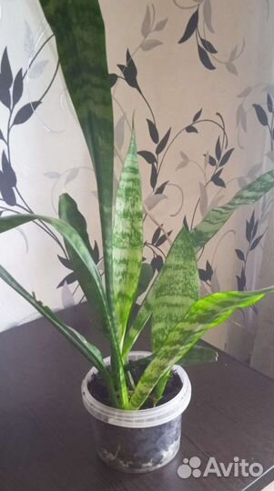 Сансевиерия