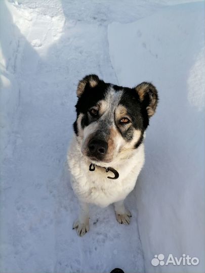 Собаки бесплатно в добрые руки