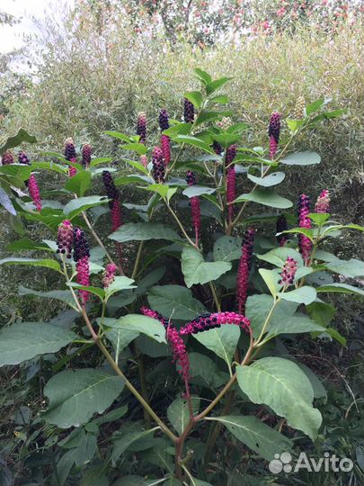 Фитолакка Лаконос от рака, цветёт с июля до заморо