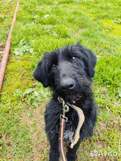 Дратхаар в добрые руки