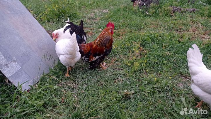 Карликовый петух