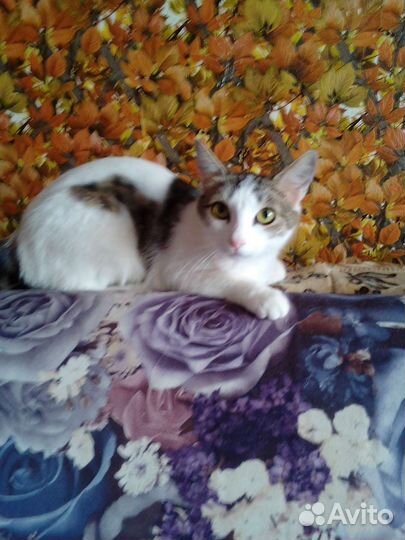 Кошка вязка