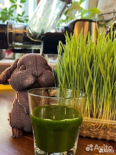 Микрозелень, Витграсс