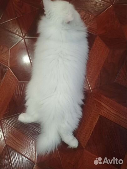 Персидский кот вязка