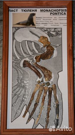 Тюлень Monachopsis, кит Cetotherium, дельфины