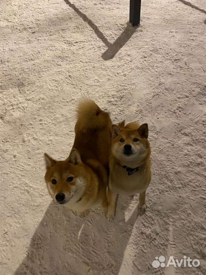 Выгул собак, передержка