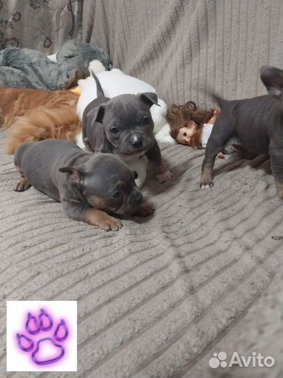 Амбулли покет