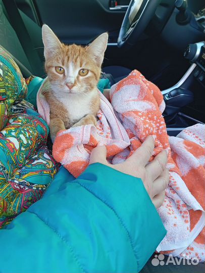 Кошка в дар