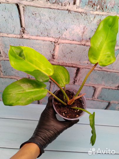 Филодендроны 2
