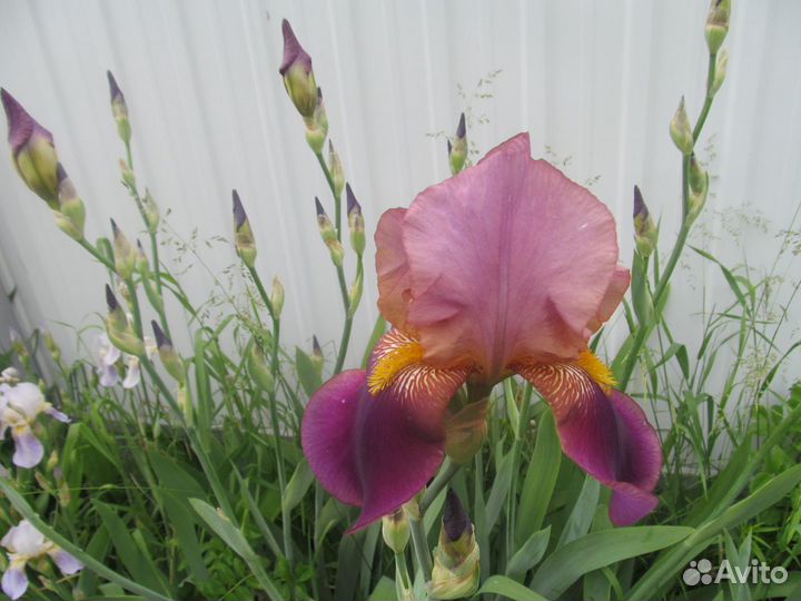 Цветы ирисы