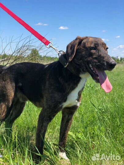 Собаки бесплатно в добрые руки