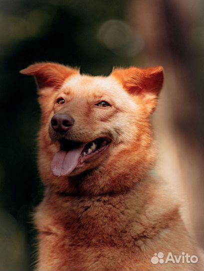 Собака красавица