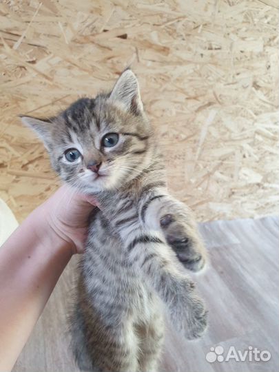 Отдам бесплатно в дар