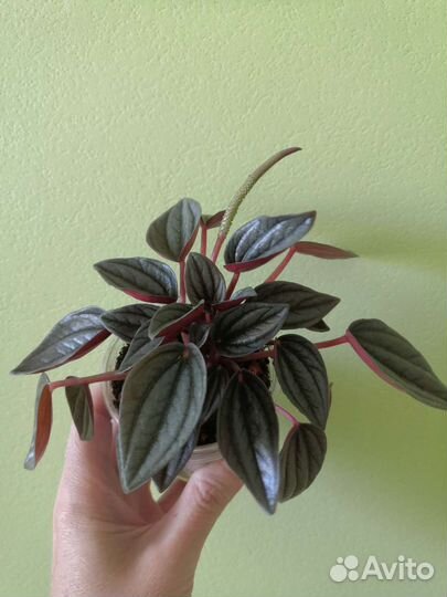 Пеперомия Санторини