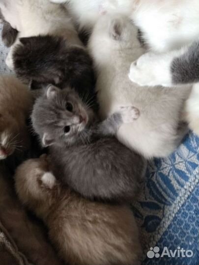 Котята в добрые руки