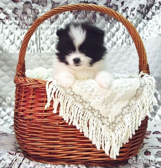 Щенки шпица