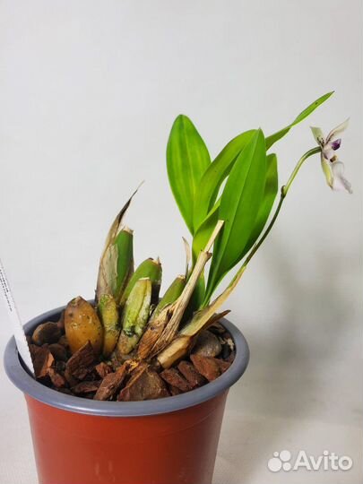 Редкая орхидея caucaea phalaenopsis
