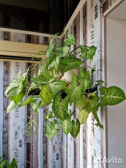 Комнатные цветы