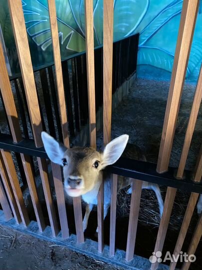 Пакет вещей на нг