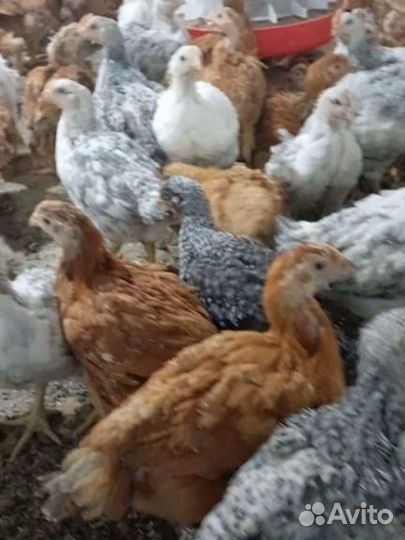 Куры цветной бройлер
