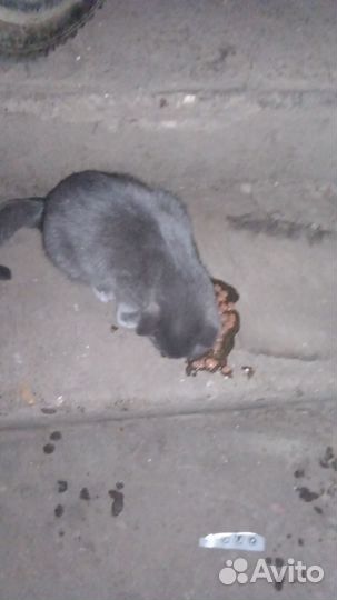 Кот в добрые руки, мальчик