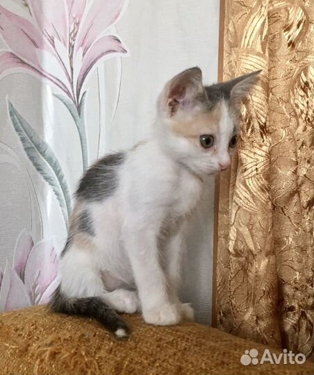 Трехцветное чудо в дар