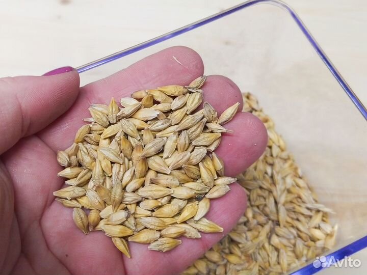 Ячмень фуражный, мешок 40 кг