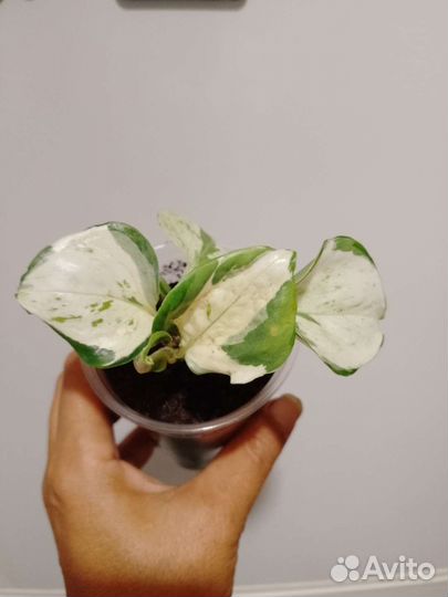 Сциндапсус марбл квин хэппи лиф Н джой