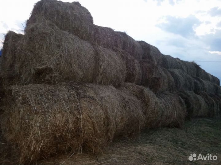 Сено в тюках