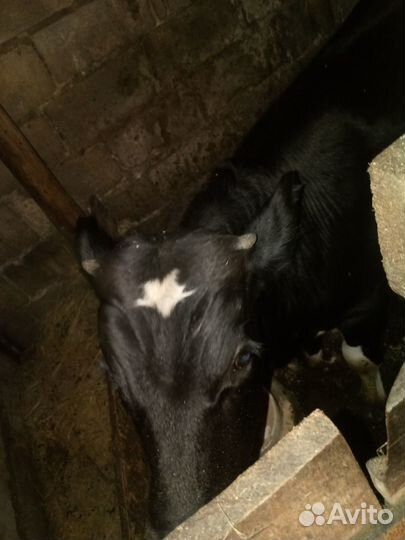 Быки на племя