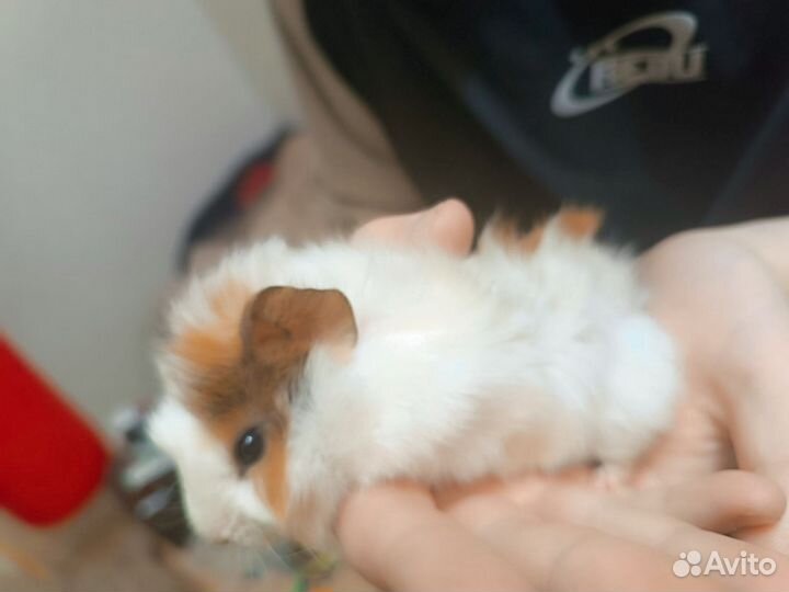 Морская свинка