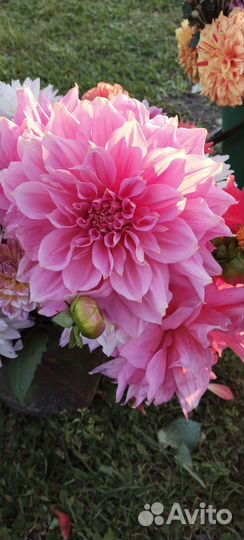 Георгины,клубни