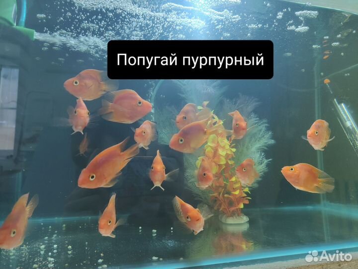 Аквариумные рыбки