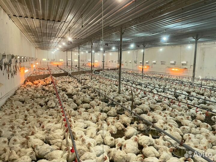 Куры фермерские