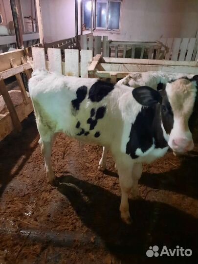 Телята бычки